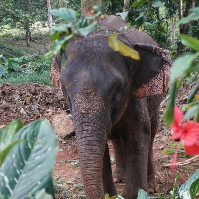 Baby Elephant in his natural habitat - Slow Life Cycling Bicycle Tour, Koh Chang, Thailand