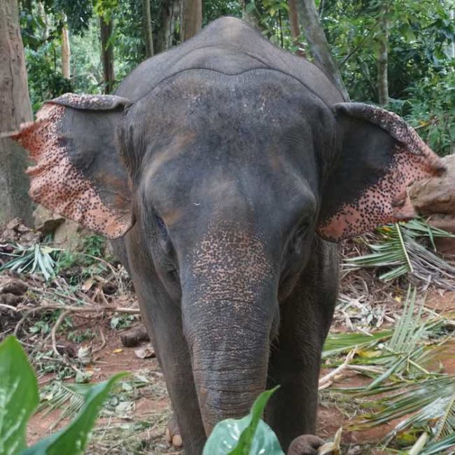 Elephant Camp Visit - Slow Life Cycling Bicycle Tour, Koh Chang, Thailand