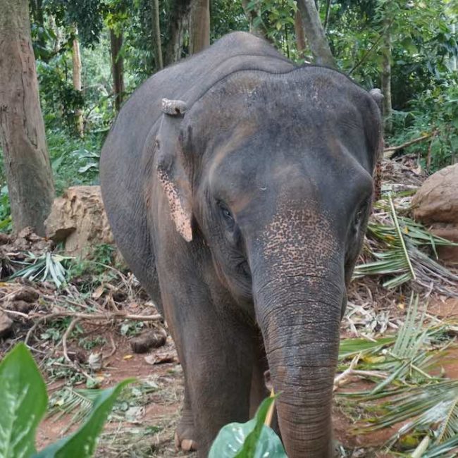 Baby Elephant - Slow Life Cycling Bicycle Tour, Koh Chang, Thailand