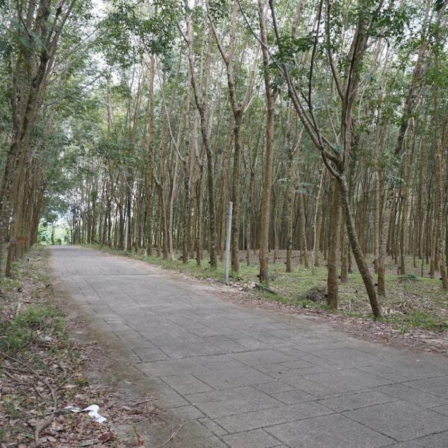Rubber plantation - Slow Life Cycling Bicycle Tour, Koh Chang, Thailand