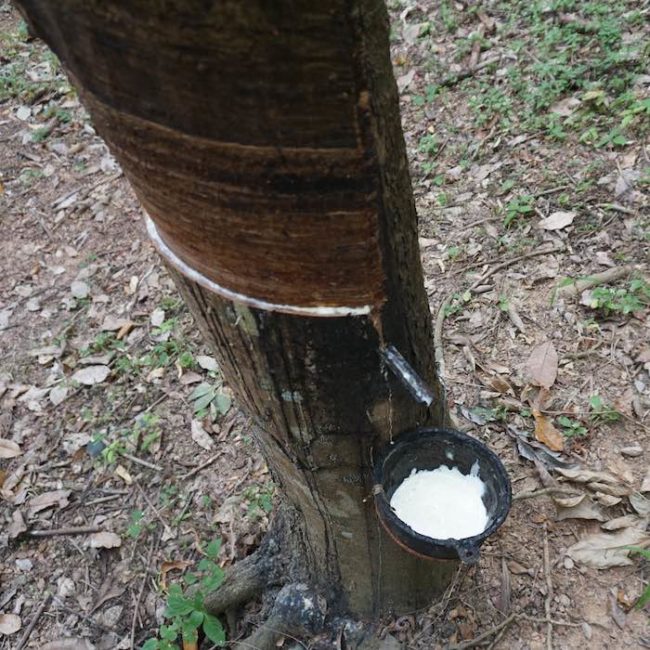 Rubber tree - Slow Life Cycling Bicycle Tour, Koh Chang, Thailand