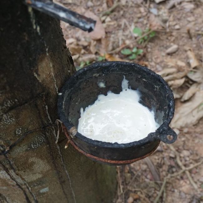 Rubber collected in a little bowl - Slow Life Cycling Bicycle Tour, Koh Chang, Thailand